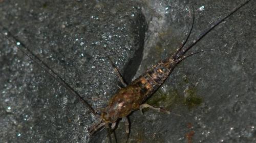 Petrobius sp.